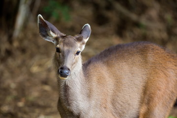 The sambar is a large deer native to the Indian subcontinent, southern China and Southeast Asia. This deer commonly preyed upon by tigers, but due to the decline in tigers it is now a common sight.