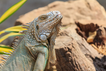 Close-up of green iguana (Iguana iguana)