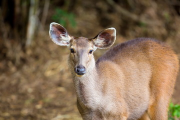 The sambar is a large deer native to the Indian subcontinent, southern China and Southeast Asia. This deer commonly preyed upon by tigers, but due to the decline in tigers it is now a common sight.