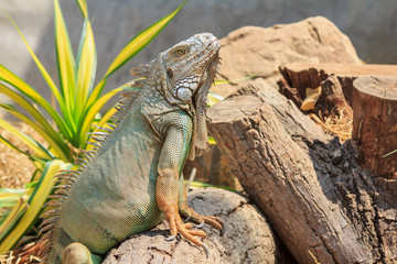 green iguana (Iguana iguana)
