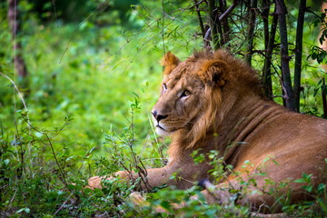 Naklejka premium The very rare Asiatic Lion in a national park in India. These national treasures are now being protected, but due to urban growth they will never be able to roam India as they used to. 