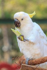Beautiful white Cockatoo, Sulphur-crested Cockatoo (Cacatua gale