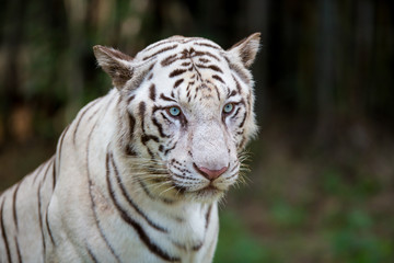 Fototapeta na wymiar White Tiger in a national park in India. These national treasures are now being protected, but due to urban growth they will never be able to roam India as they used to. 