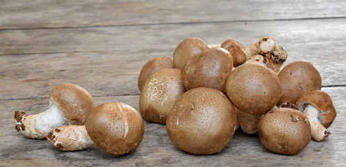 Mushroom on a wooden floor