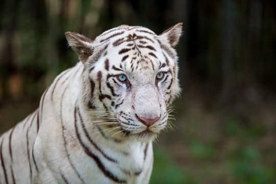 White Tiger in a national park in India. These national treasures are now being protected, but due to urban growth they will never be able to roam India as they used to. 
