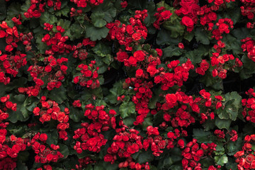 red Begonia Flower
