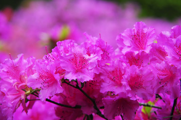 Pink Azalea in Keukenhof botanical garden