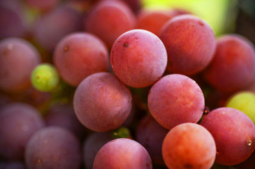 Ripe red grapes close up
