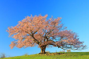 Fototapeta premium 亀ｹ森の一本桜