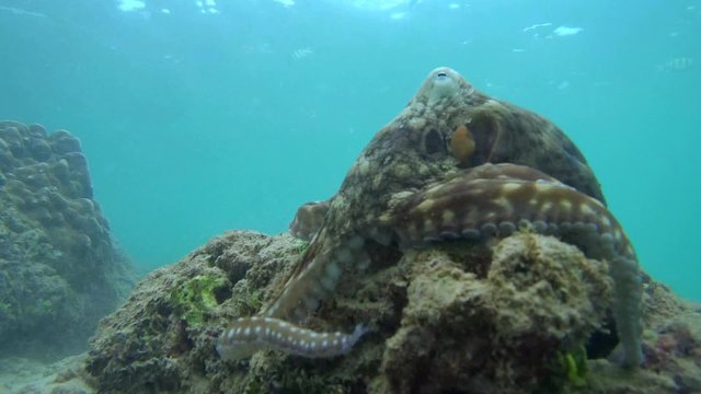 Cyane's octopus (Octopus cyanea) sits on a stone and leaves, Indian Ocean, Hikkaduwa, Sri Lanka, South Asia
