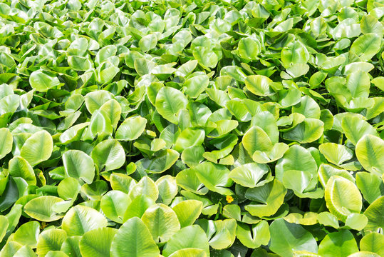 Eichhornia crassipes