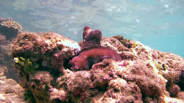 red octopus (Octopus cyanea) peeks out of his hole, Indian Ocean, Hikkaduwa, Sri Lanka, South Asia
