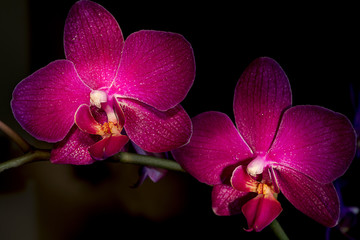 Fototapeta na wymiar Phalaenopsis orchids