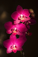 Phalaenopsis orchids