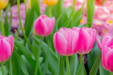 Fototapeta premium Tulip. Beautiful bouquet of tulips. colorful tulips.