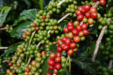 Coffee beans ripening on a tree.