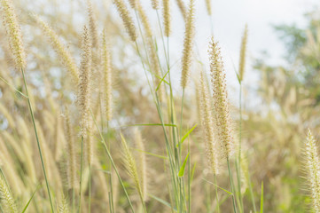 Flower grass in the morning beautiful