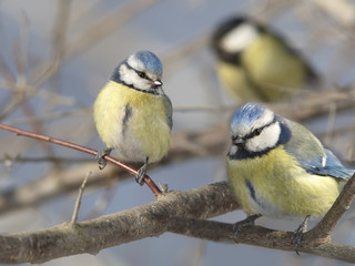 Titmouse on branches