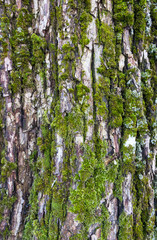 Obraz premium Old bark background with green moss