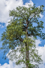 Bigtrees with sky background