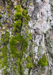 Old bark background with green moss