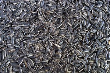 Sunflower seeds background.