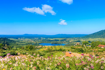 flower on mountain under sunshine and blue sky