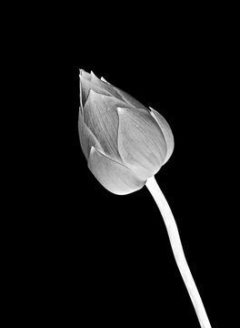 Lotus flower in black and white on black background.