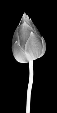 Fototapeta Lotus flower in black and white on black background.