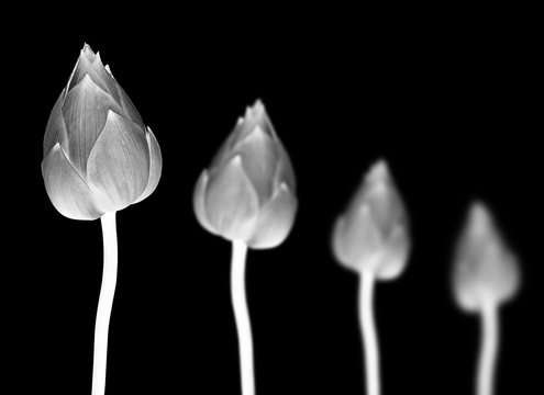 Fototapeta Lotus flower in black and white on black background.
