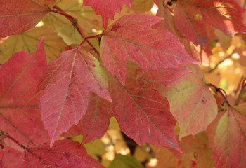 Autumn colors. Red leaves of viburnum