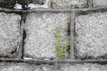Close up of stone wall background in Macau.