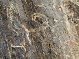 Ancient argali petroglyphs or tamga.
