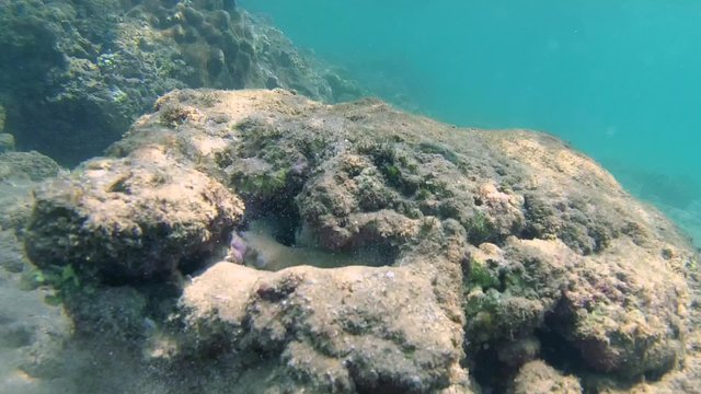 Cyane's octopus (Octopus cyanea) cleans his hole from sand, Indian Ocean, Hikkaduwa, Sri Lanka, South Asia
