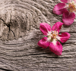 Fototapeta premium apple flowers on wooden background
