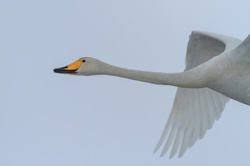 Whooper Swan (Cygnus cygnus) in winter