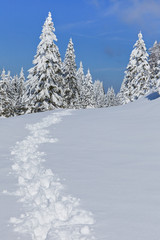 forest with pines in winter