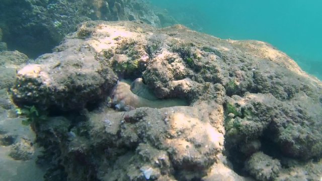 Cyane's octopus (Octopus cyanea) cautiously peeks from his hiding place, Indian Ocean, Hikkaduwa, Sri Lanka, South Asia
