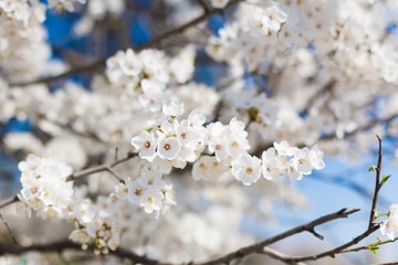 cherry tree flower