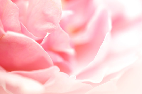 sweet pink rose petals in soft color and blur style for romantic background
