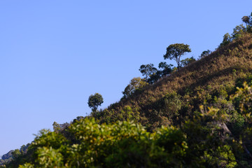 Beautiful tree on mountain in tropical forest.