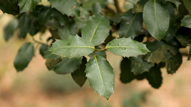 Holly Leaves moved by the wind.