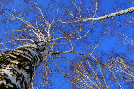 Birch trees and blue sky