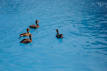 funny duck group on pool on a summer day