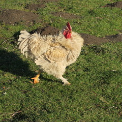 beautiful unusual chickens in the spring in the meadow