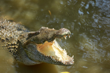 Crocodile in Vietnam