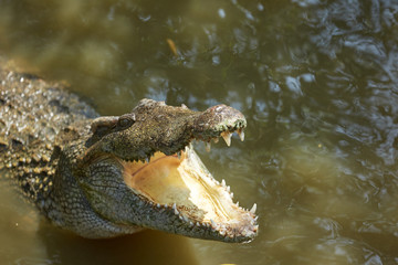 Crocodile in Vietnam