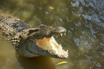Crocodile in Vietnam