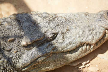 Crocodile in Vietnam