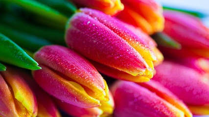 tulips